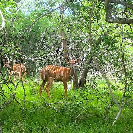 Hideaways Lazuli Bush Lodge, Хлухлуве Екстериор снимка